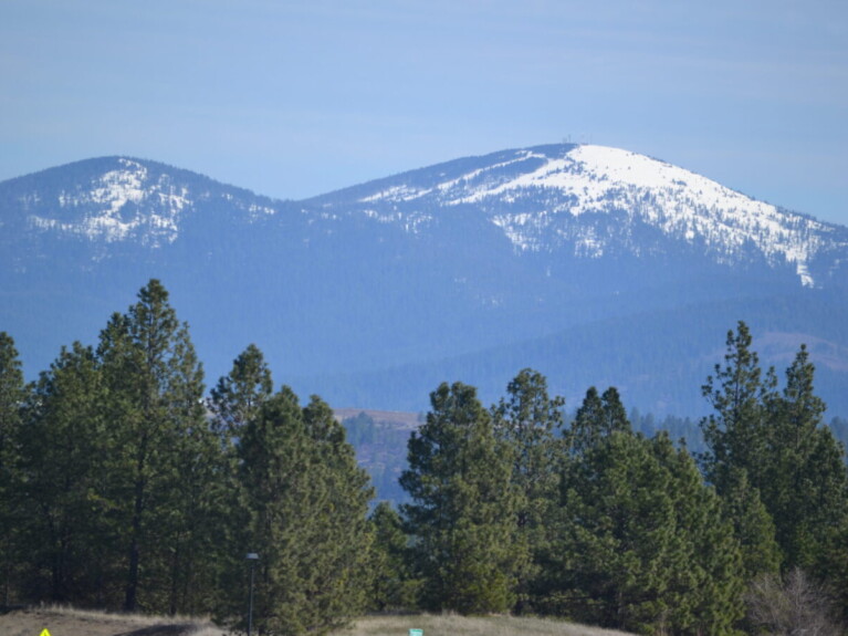 Snow-cap mountain peak behind pine trees