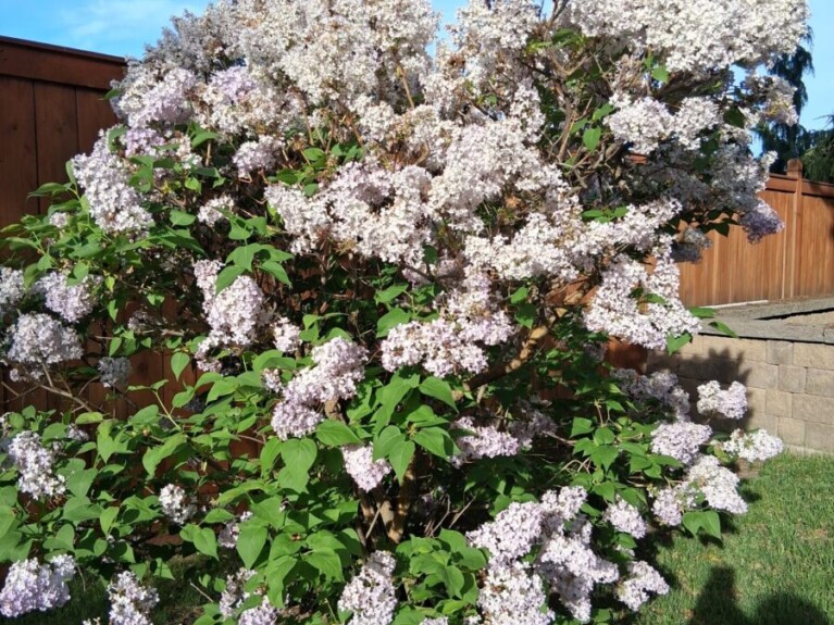 Blooming lilac bush.