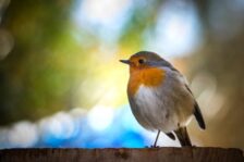 2024 April Newsletter