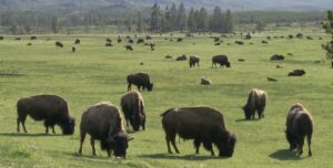 Grazing Buffalo