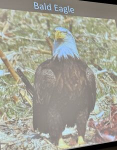 Bald Eagle standing in a grassy area