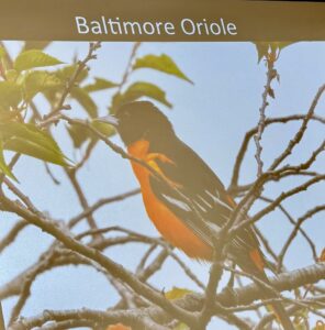 Male Baltimore Oriole bird perched among tree branches