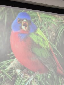 Painted bunting bird with blue head, red body and green wings