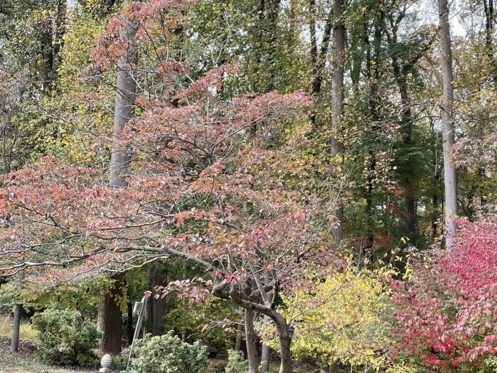 autumn forest