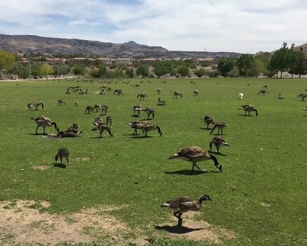 Image of Canadian Geese near the picnic tables at Cornerstone Park