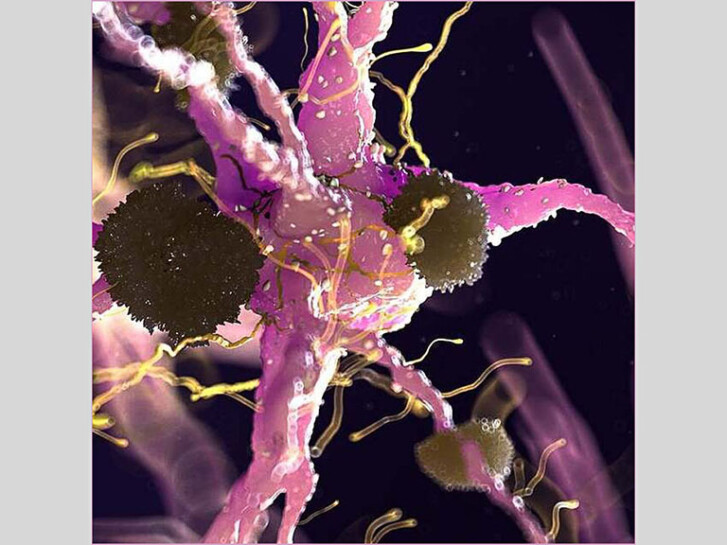 Microscopic view of a Neuron